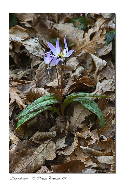 Erythronium dens-canis / Dente di cane